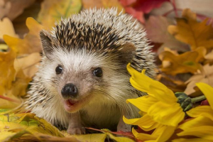 Hedgehog bajban van! Mi a teendő, hogy elkerülje a kárt? Hedgehog bajban van! Mi a teendő, hogy elkerülje a kárt?